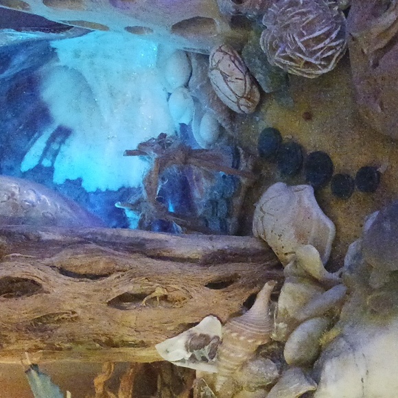 Seashell light beach theme - Picture 4 of 4